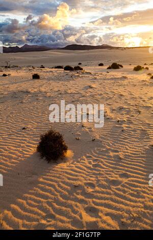 Sonnenuntergang über den Sanddünen von Corralejo (Parque Natural de las Dunas), Fuerteventura, Kanarische Inseln Stockfoto