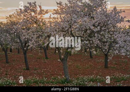 Eine schöne Landschaft von blühenden Mandelbaumreihen bei Sonnenuntergang in Santa Gertrudis Dorf, Balearen Insel, Ibiza, Spanien Stockfoto