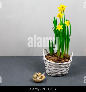 Gelbe Narzissen mit Zwiebeln in einem großen Topf mit Eiern für Ostern auf dem Hintergrund einer grauen Wand. Platz für eine Inschrift. Stockfoto