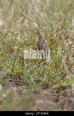 Brustfleck Cisticola (Cisticola brunnescens) Erwachsener steht auf feuchter Wiese Lake Nakuru NP, Kenia November Stockfoto