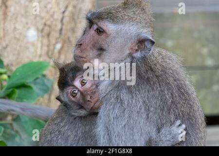 Makaken-Affenpaar in Ubud, Bali, Indonesien. Die jüngere umarmt ihre Mutter und schaut in die Ferne. Stockfoto