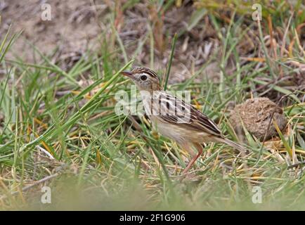 Brustfleck Cisticola (Cisticola brunnescens) Erwachsener steht am Boden Lake Nakuru NP, Kenia November Stockfoto