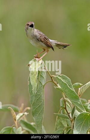 Rasselnde Cisticola (Cisticola chiniana) Erwachsene in Gesang auf dem Busch thront, zeigt schwarzen Gape Lake Naivasha, Kenia Oktober Stockfoto