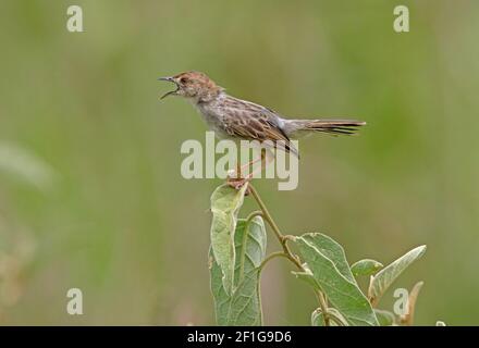 Klappernde Cisticola (Cisticola chiniana) Erwachsene thront auf dem Busch in Song Lake Naivasha, Kenia Oktober Stockfoto