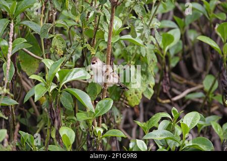 Rassling Cisticola (Cisticola chiniana) Erwachsener auf Pflanze in Song Lake Naivasha, Kenia Oktober Stockfoto