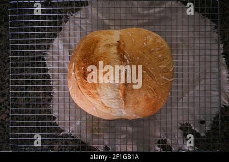 Knuspriger Sauerteig Brotlaib, gebacken, ruht auf Kühlgitter, bereit zu essen. Hausgemachte, handgemachte, natürliche Gärung Stockfoto
