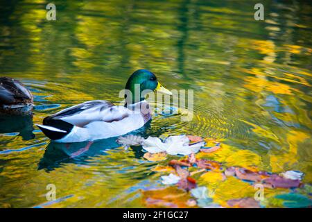 Schöne Wildenten auf dem See Ion der Herbstsaison Stockfoto