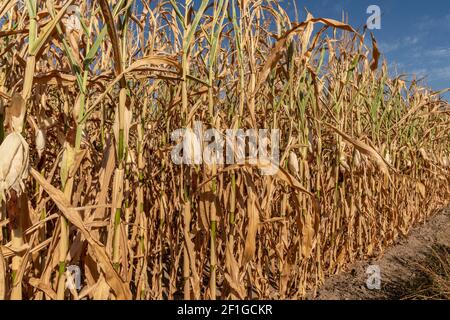 Ein ausgetrocknetes Maisfeld nach Wochen ohne Regen Stockfoto