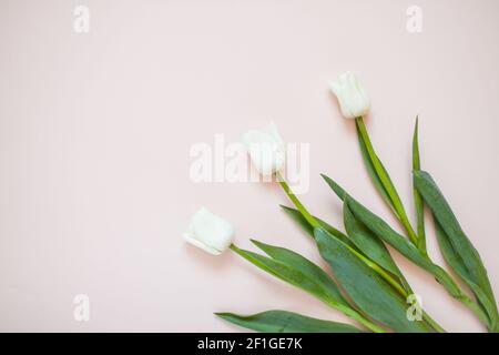 Layout mit zarten weißen Tulpen auf einem hellrosa Hintergrund Stockfoto