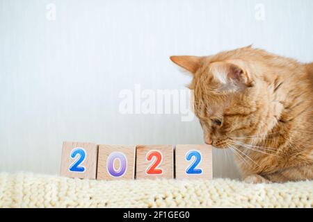 Lustige Fett Ingwer Katze Studien Würfel mit Zahlen 2022. Neues Jahr 2022 Stockfoto