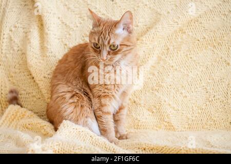 Lustige fette Ingwerkatze auf einem hellgelben Karo Stockfoto