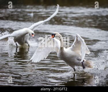 Ein Schwan schützt sein Territorium und jagt einen Eindringling aggressiv weg. Stockfoto