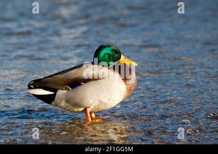 Schöne drake männliche Mallard Ente im flachen Wasser stehen Des Luganersees bei Sonnenuntergang in der Schweiz Stockfoto