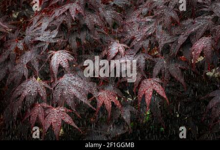 Regen auf Acer Blätter Stockfoto