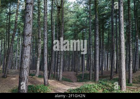 Ein Pfad führt über die Hügel und hinunter die Dips durch die Pinienwälder von Formby an der Küste von Merseyside, umgeben von hohen Bäumen. Stockfoto