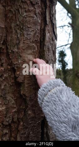 Nahaufnahme der Hand eines Babys, das einen Baumstamm im Naturpark berührt. Stockfoto