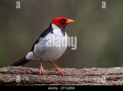 Roter Kardinal (Paroaria gularis) Auf Holz mit weichem grünen Hintergrund Stockfoto