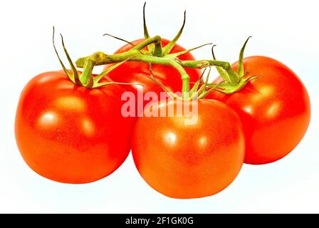 Horizontale Aufnahme von vier roten reifen Tomaten auf der Rebe auf weißem Hintergrund. Dies ist ein überarbeitetes Bild. Stockfoto