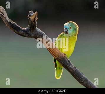 Blaustirne Papagei (Amazona aestiva) auf einem Zweig, glühend mit der späten Tagessonne thront Stockfoto