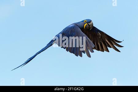 Hyazinthara (Anodorhynchus hyazinthus) Im Flug gegen einen blauen Himmel Stockfoto