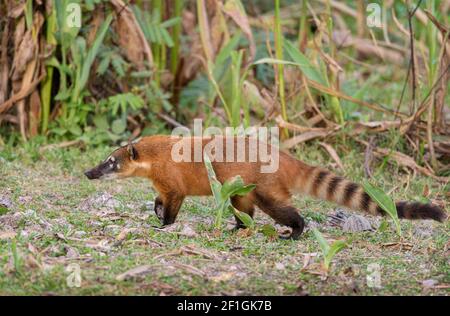 Südamerikanische Nasenbär (Nasua Nasua) Stockfoto