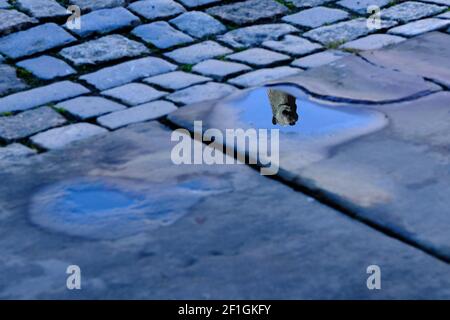 Braunschweig, Deutschland. März 2021, 08th. Die Statue des Braunschweiger Löwen, eine Kopie des historischen Originals, das im Landesmuseum steht, spiegelt sich in einer Pfütze am Burgplatz wider. Quelle: Stefan Jaitner/dpa/Alamy Live News Stockfoto