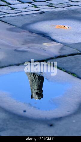 Braunschweig, Deutschland. März 2021, 08th. Die Statue des Braunschweiger Löwen, eine Kopie des historischen Originals, das im Landesmuseum steht, spiegelt sich in einer Pfütze am Burgplatz wider. Quelle: Stefan Jaitner/dpa/Alamy Live News Stockfoto