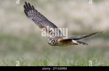 Weibliche nördliche Harrier (Circus hudsonius) Im Flug mit weichem unscharfem Hintergrund Stockfoto