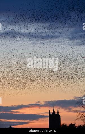 Melton Mowbray, Leicestershire, Großbritannien. 8th. März 2021. Ein Murmeln der Stare in der Abenddämmerung über St Mary's Church in Melton Mowbray in Leicestershire. Alex Hannam/Alamy Live News Stockfoto