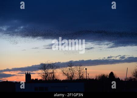 Melton Mowbray, Leicestershire, Großbritannien. 8th. März 2021. Ein Murmeln der Stare in der Abenddämmerung über St Mary's Church in Melton Mowbray in Leicestershire. Alex Hannam/Alamy Live News Stockfoto