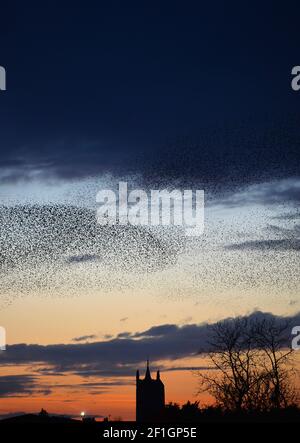 Melton Mowbray, Leicestershire, Großbritannien. 8th. März 2021. Ein Murmeln der Stare in der Abenddämmerung über St Mary's Church in Melton Mowbray in Leicestershire. Alex Hannam/Alamy Live News Stockfoto