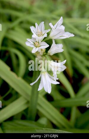 Allium triquetrum dreieckiger Lauch – weiße glockenförmige Blüten mit grünen Linien und Zwiebelgeruch, März, Januar, England, Stockfoto