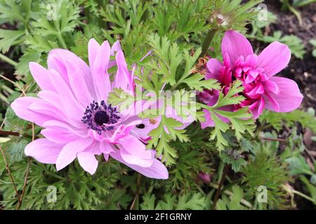 Anemone coronaria (Saint Bridgid Group) ‘der Admiral’ Poppy Anemone der Admiral – mehrschichtige violett-rosa Blüten, März, England, Großbritannien Stockfoto