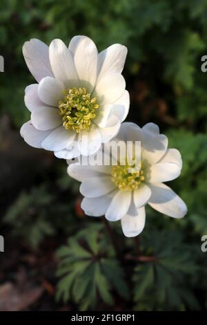 Anemone blanda Grecian Windflower – weiße, Gänseblümchenähnliche Doppelblumen mit farnigen Blättern, März, England, Großbritannien Stockfoto