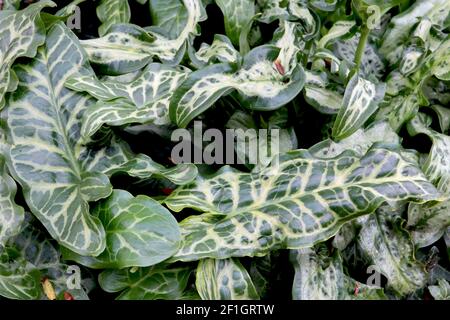 Arum italicum subsp italicum ‘Marmoratum’ italienische Herren und Damen – große, pfeilförmige, marmorierte grüne und cremefarbene Blätter, März, England, Großbritannien Stockfoto