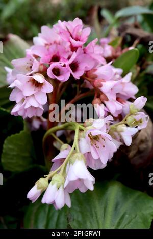 Bergenia ‘Baby Doll’ Elephant’s Ears Baby Doll – Haufen blassrosa glockenförmiger Blüten auf dickem roten Stiel, März, England, UK Stockfoto