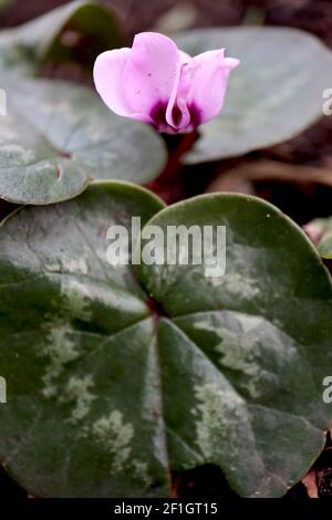 Cyclamen coum ‘Cyberia Pink’ rosa Osternebrot – kleine Blüten mit aufgefegten Blütenblättern und runden gemusterten Blättern, März, England, Großbritannien Stockfoto