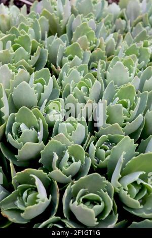 Sedum ‘Autumn Joy’ Stonecrop Autumn Joy – nur blaugrüne Zahnblätter, März, England, Großbritannien Stockfoto