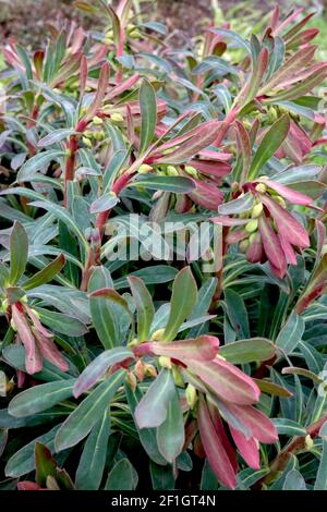 Der Holzspurgen Purpurea von ‘Purpurea – leuchtend gelbe Blüten auf roten Trieben und dunkelgrünen Blättern, März, England, Großbritannien Stockfoto