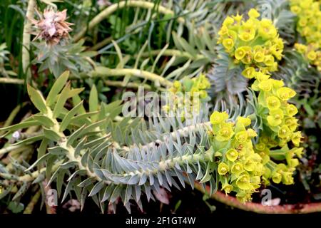 Myrsiniten der Myrtenspurge – blau-grün spiralförmig angeordnete Blätter und kalkgrüne Blütenstände, März, England, Großbritannien Stockfoto