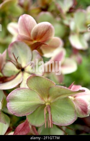 Helleborus lividus blau-grauer Hellebore – einzelne hellgrüne schalenförmige Blume, pink auf roten Stielen gefärbt, März, England, Großbritannien Stockfoto