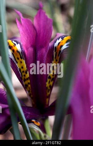 Iris reticulata ‘J.S. Dijt’ - magenta lila Zwergiris mit dunkelblauen Sommersprossen und gelben Rippen, März, England, Großbritannien Stockfoto