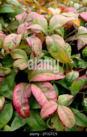 Nandina domestica ‘Fire Power’ Heiliger Bambus - rote Blätter mit roten Beeren, März, England, Großbritannien Stockfoto