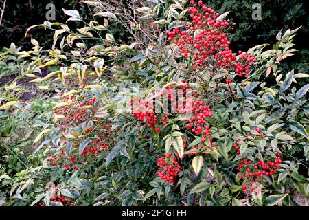Nandina domestica ‘Fire Power’ Heiliger Bambus - rote Blätter mit roten Beeren, März, England, Großbritannien Stockfoto