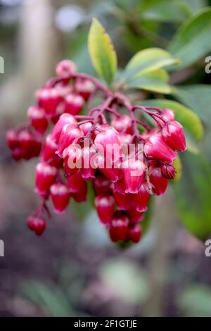 Pieris japonica ‘Passion’ Japanese Andromeda Passion – tiefrosa und weiße, urnenförmige Blüten, hellgrüne Tepals, grüne Blätter, März, England, Großbritannien Stockfoto