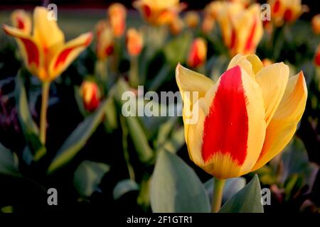 Tulipa ‘Stresa’ Kaufmanniana 12 Stresa Tulpe – Zwerggelbe Tulpen, breiter roter Flush, März, England, Großbritannien Stockfoto