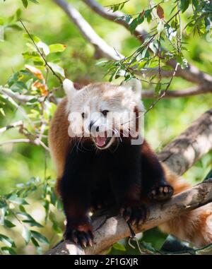 Roter Panda ruht zwischen den Fütterungen auf dem Zweig Stockfoto