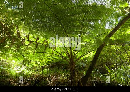 Reisen auf La Réunion Island Stockfoto