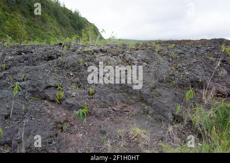 Kalte Lava - Reisen auf La Réunion Island Stockfoto