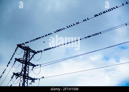 Schwarze Vögel auf elektrischen Drähten an einem bewölkten Tag Stockfoto